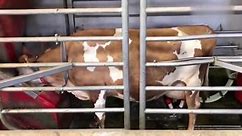 牧场实拍，奶牛是怎么挤奶的？现代化挤奶过程涨知识