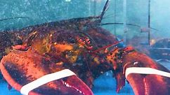 Why Lobster is So Expensive | So Expensive