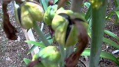 How to harvest amaryllis seed