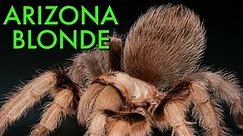 BEST Care For Aphonopelma chalcodes - Arizona Blonde Tarantula