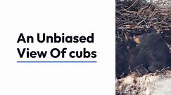 An Unbiased View Of cubs