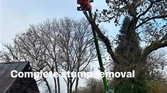 Big stump removal 6ft across #stumpgrinding #stumpremoval #treeworker #ashdieback | Romsey Tree Surgeons ltd
