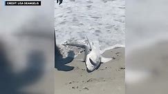 Small shark found near Long Beach, Long Island