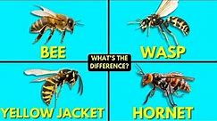 What's The Difference Between Bees, Wasps, Yellow Jackets, and Hornets?