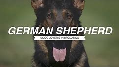GERMAN SHEPHERD: A DOG LOVER'S INTRODUCTION