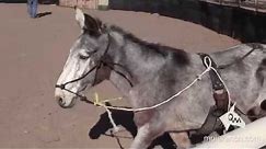 Surcingle Training for Mules and Donkeys — Live Demonstration