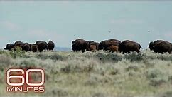 American Prairie: Restoring bison to northern Montana with a patchwork nature reserve | 60 Minutes