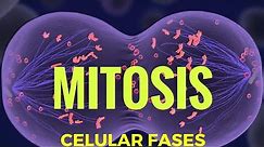 mitosis fases explicadas