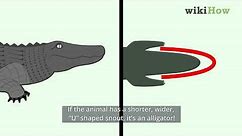 How to Tell the Difference Between a Crocodile and an Alligator