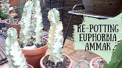 Repotting Euphorbia Ammak Variegated