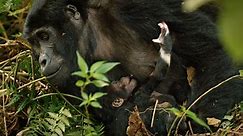 Mountain Gorillas Take Special Care For Their Young