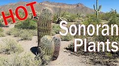 Sonoran Desert Plants Cactus Trees Shrubs of Arizona