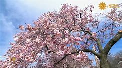 Nature: Cherry blossoms in Washington, D.C