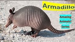 Armadillo facts 🦫 all species are native to the Americas