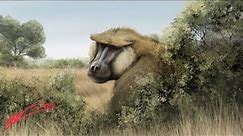 Dinopithecus - Ancient Animal