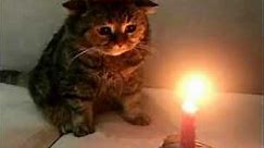 sad cat birthday
