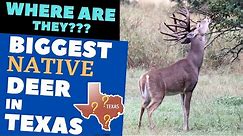 Where are the BIGGEST DEER Deer in Texas??? Find out what part of Texas grows the largest Whitetail