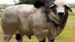 ❤ Amazing Biggest Cow in The World