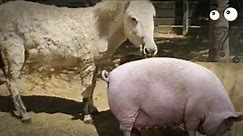 Donkey and pig كيف يتم تهجين الحيوانات تزاوج حمار وخنزير