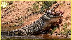 15 Merciless Moments Of Crocodile Hunting