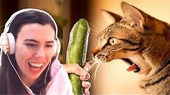 TRY NOT TO LAUGH - FUNNY CATS PRANKED WITH CUCUMBERS COMPILATION