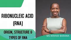 RIBONUCLEIC ACID (RNA) |RNA synthesis | RNA Structure |Characteristics, |DNA vs RNA