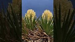 Desert Plants: Giant Dagger (Yucca faxoniana) and Banana Yucca (Yucca baccata)