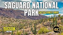 Cactus Forest Loop (Full Drive) | Saguaro National Park | Tucson Arizona [4K]