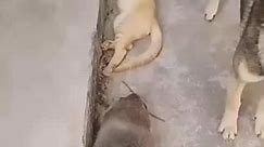 Rat Bigger Than Cat 😱😆 #fypシ #catsmoves