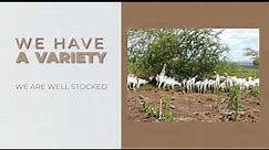 Starting Goat Farming in Kenya: Need Boer goats or Galla goats?