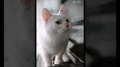 @Baby Cat - Cute and Funny Cat Videos Compilation #1 |