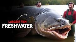The 11 Largest And Most Impressive Freshwater Fish In The World