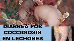 Coccidia en lechones (Ciclo Biológico de la Eimeria Suis)Diarrea en lechones