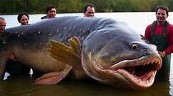 Top 10 Largest Fish In The World