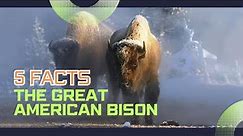 5 FACTS / The Great American Bison