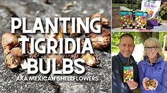 🌿 Planting Tigridia Bulbs | Mexican Shellflower 🌿