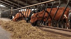 Modern livestock farm with dairy cows. Outdoor cowshed at dairy farm with herd of milking cows eating hay from manger. agriculture industry, farming and animal husbandry concept