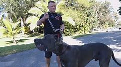 GIANT Dog Sends Owner to Hospital - Complete Transformation in One Session!