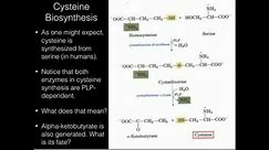 Cysteine Biosynthesis