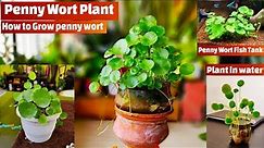 Pennywort Plant || Pennywort care || pennywort water propagation || Pennywort in Aquarium, Fish tank