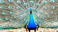 The Most Beautiful Animal on the Planet - Peacock
