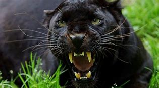 Image result for Black Panther's Mother