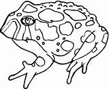 Toad Rospo Sapo Ausmalen Bilder Ausmalbild Luigi Rospi Inspirierend Frisch Sapos Frogs Anfibios Sammlung Girinos Colorine Categorie sketch template