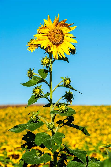 maryland sunflowers stephen  tabone nature photography