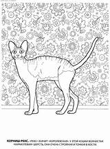 Coloring Cat Pages Cats Teens Weimaraner Adults Adult Sheets Colouring Getcolorings Hairless Rocks Teen Flowers Choose Board Wallpaper sketch template