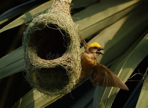 weaver bird making nest  chicks stock photo image  cllored