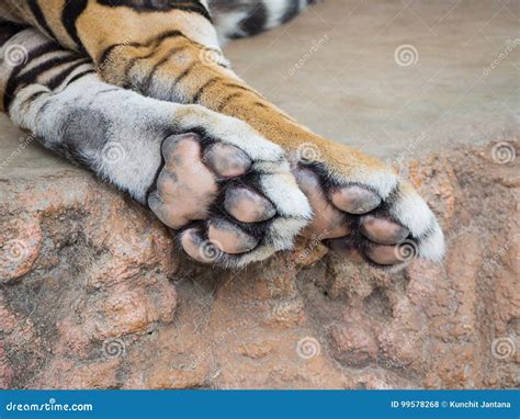 close  tiger foot stock photo image  mammal tiger