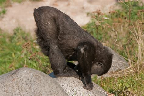 gorilla  yoga flickr photo sharing