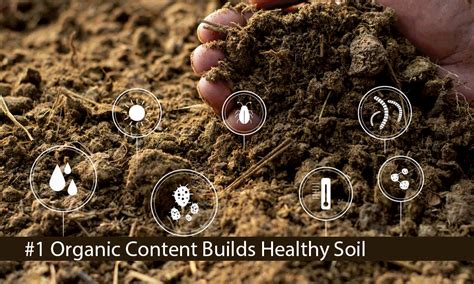 importance  soil revitalization   methods  save  soil