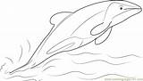 Dolphin Jumping Coloring Hector Pages Coloringpages101 Color sketch template
